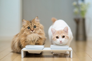 猫咪奶水不够怎么办